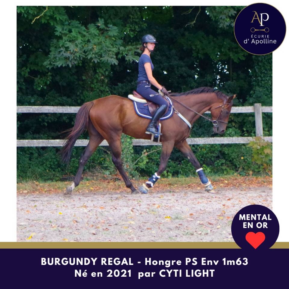 Castrone Purosangue In vendita 2021 Baio