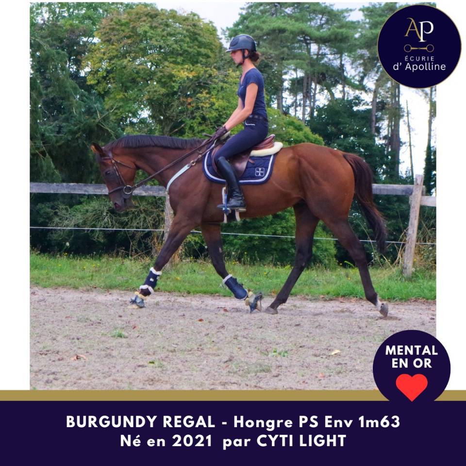 Castrone Purosangue In vendita 2021 Baio