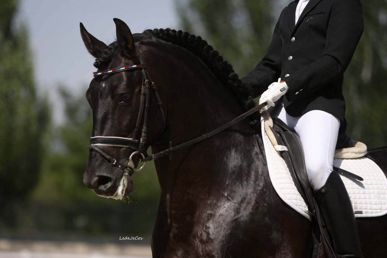 NIVEUS MAZ - PRE Andaluso 2016 ,  SINAPIS