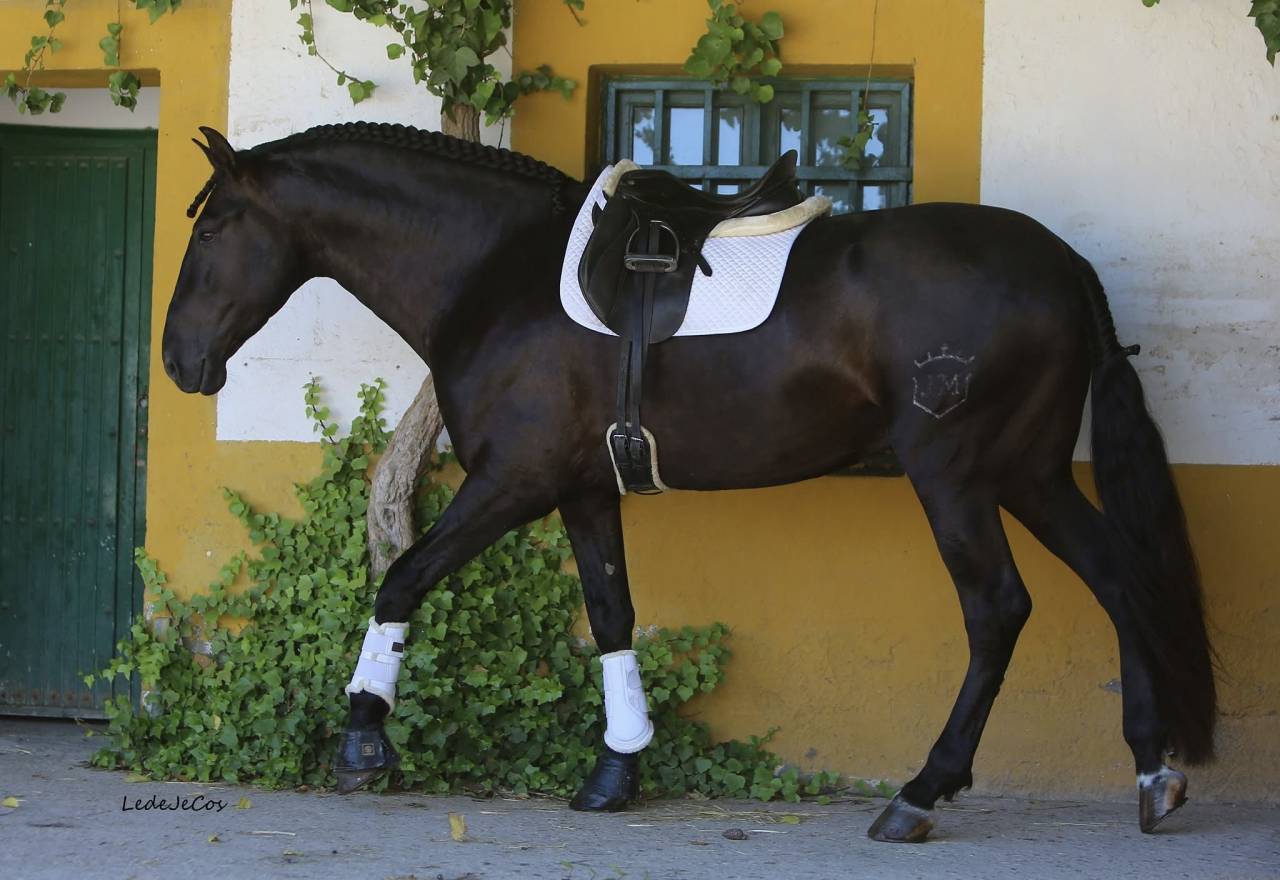 NIVEUS MAZ - PRE Andaluso 2016 ,  SINAPIS