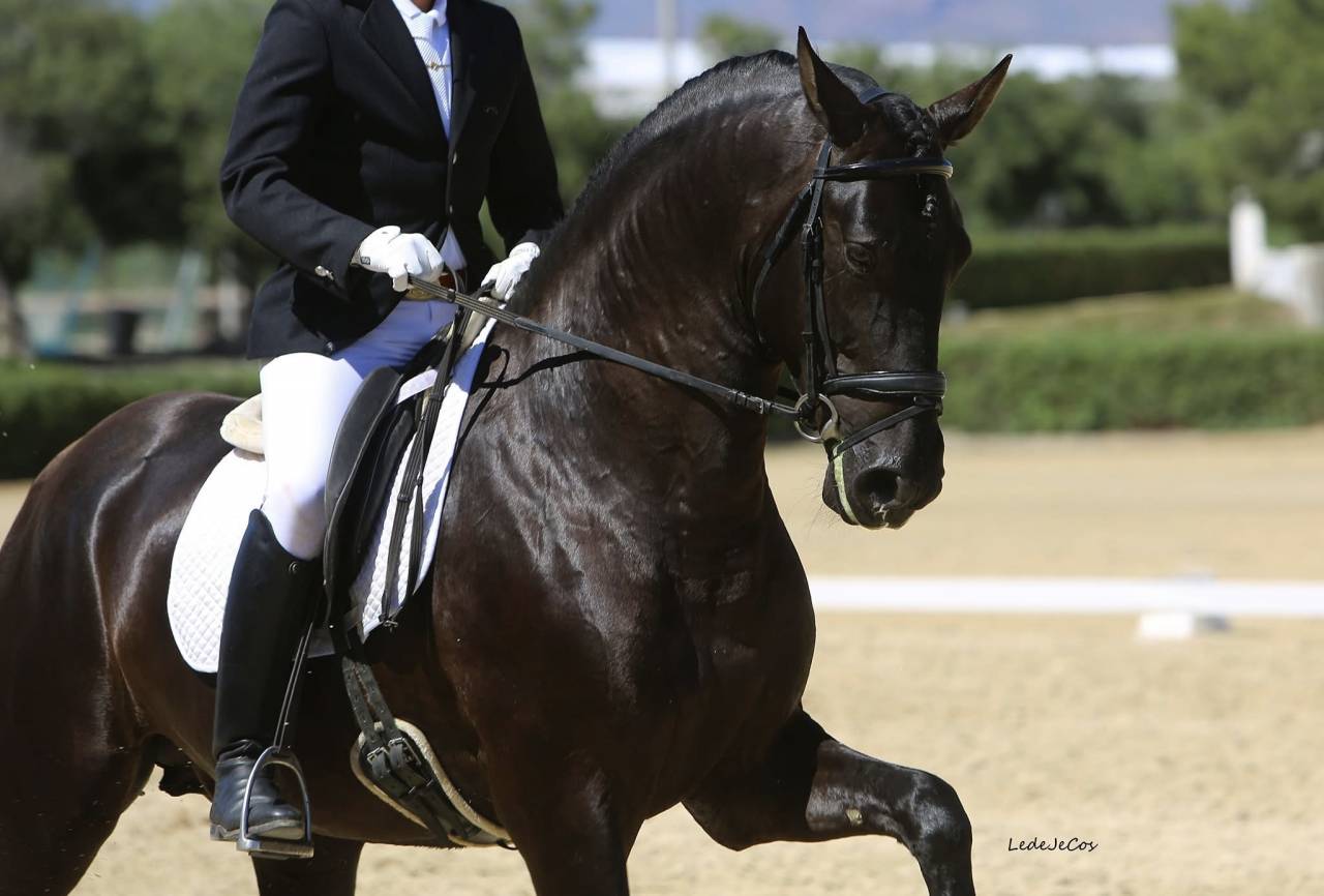 NIVEUS MAZ - PRE Andaluso 2016 ,  SINAPIS