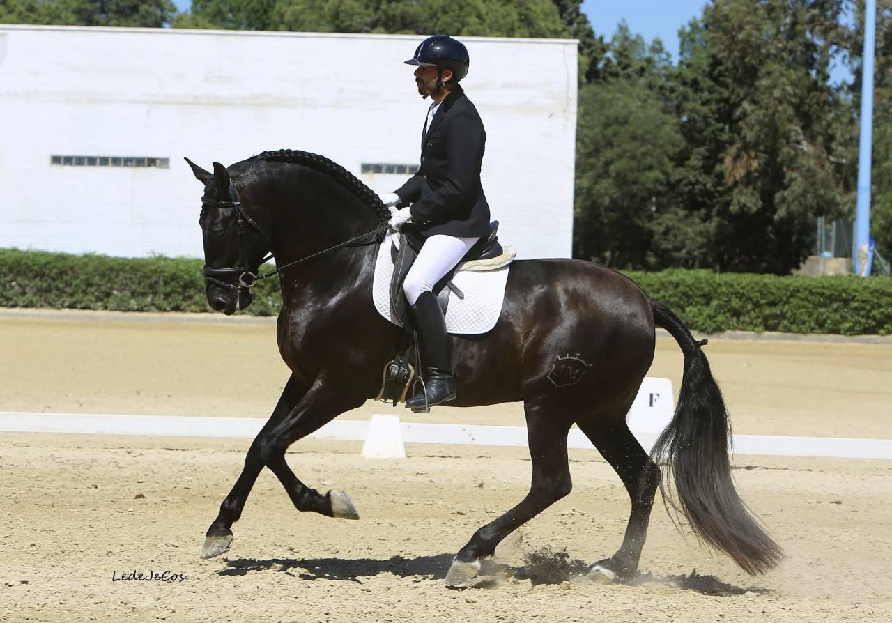 NIVEUS MAZ - PRE Andaluso 2016 ,  SINAPIS