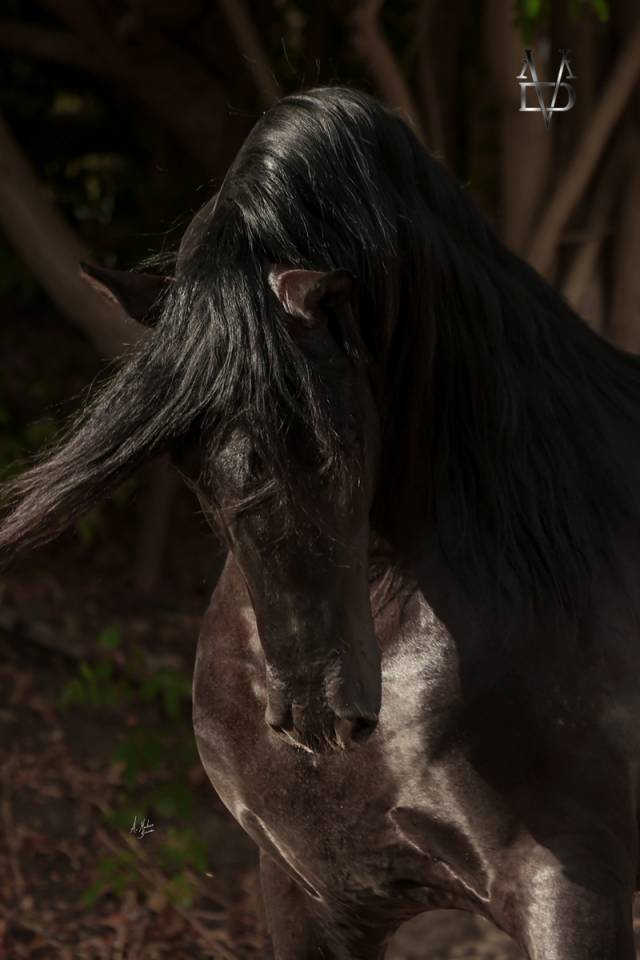 NIVEUS MAZ - PRE Andaluso 2016 ,  SINAPIS