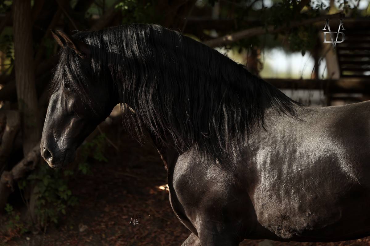 NIVEUS MAZ - PRE Andaluso 2016 ,  SINAPIS