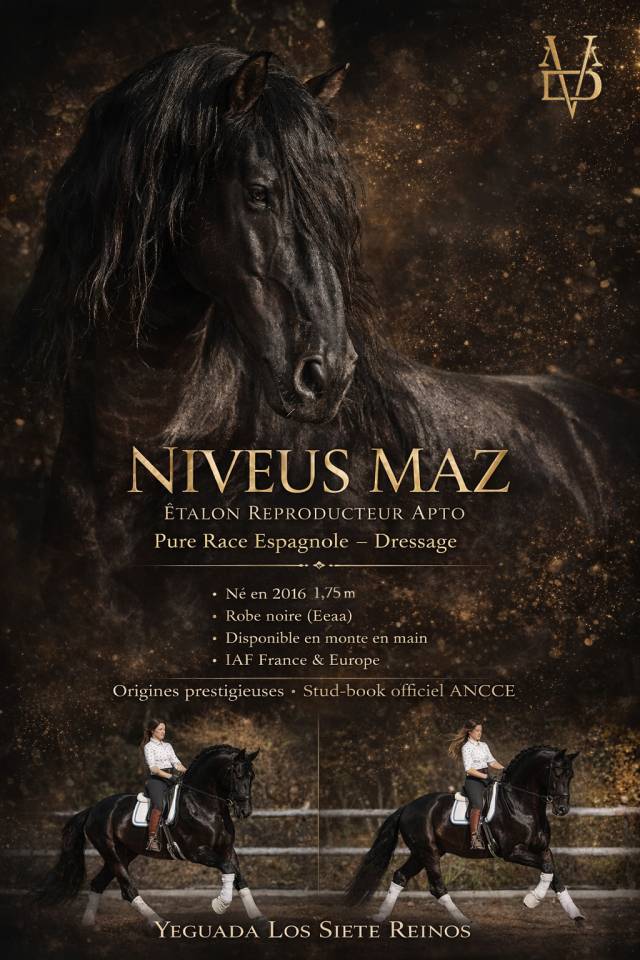 NIVEUS MAZ - PRE Andaluso 2016 ,  SINAPIS