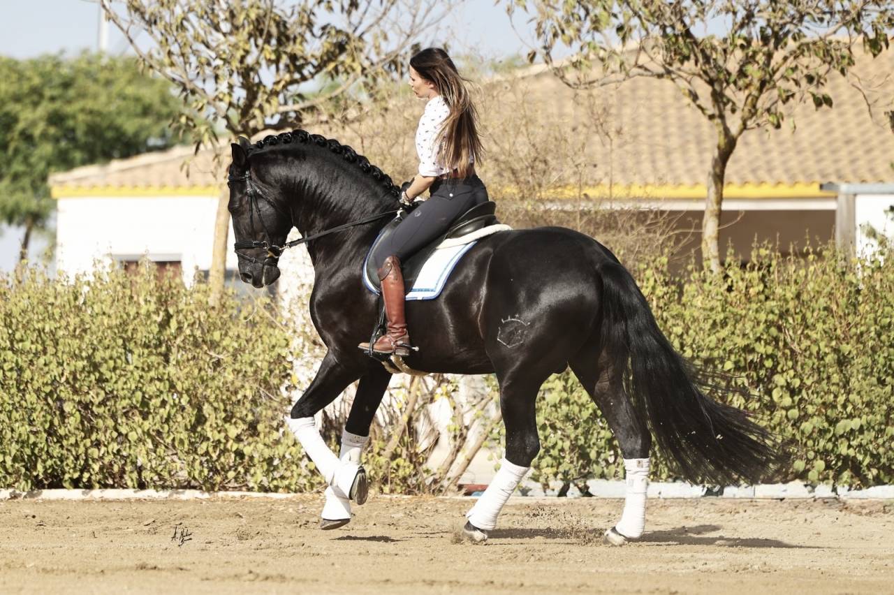 NIVEUS MAZ - PRE Andaluso 2016 ,  SINAPIS