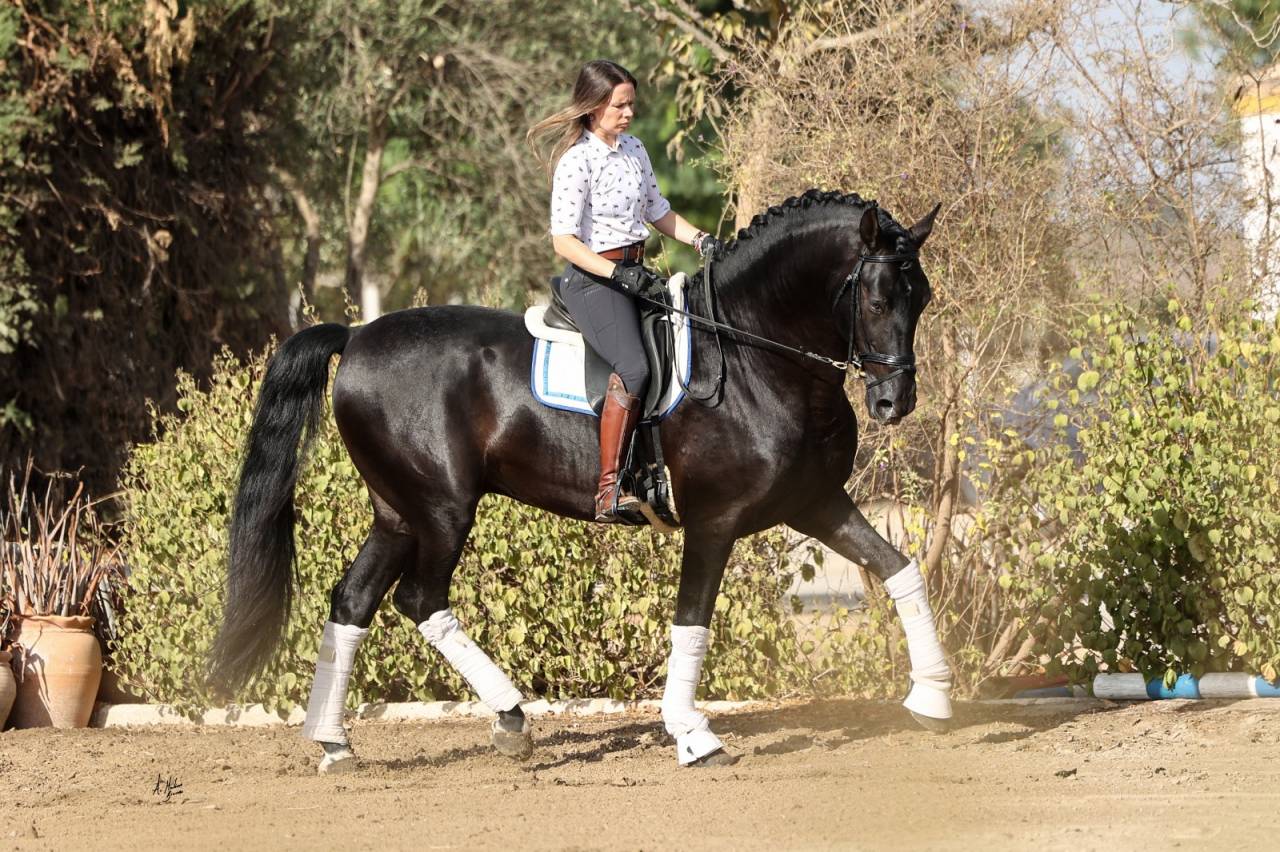 NIVEUS MAZ - PRE Andaluso 2016 ,  SINAPIS