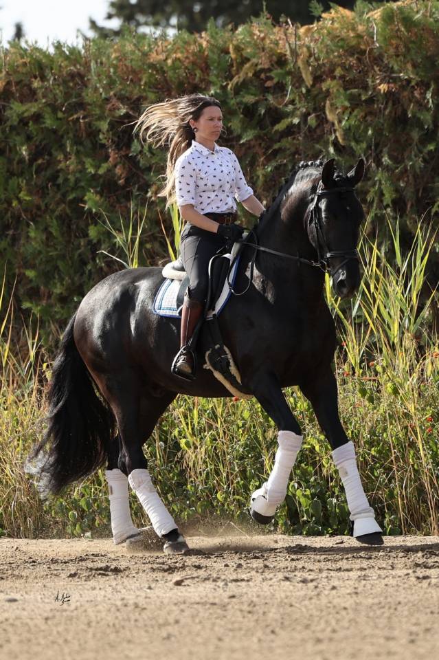 NIVEUS MAZ - PRE Andaluso 2016 ,  SINAPIS