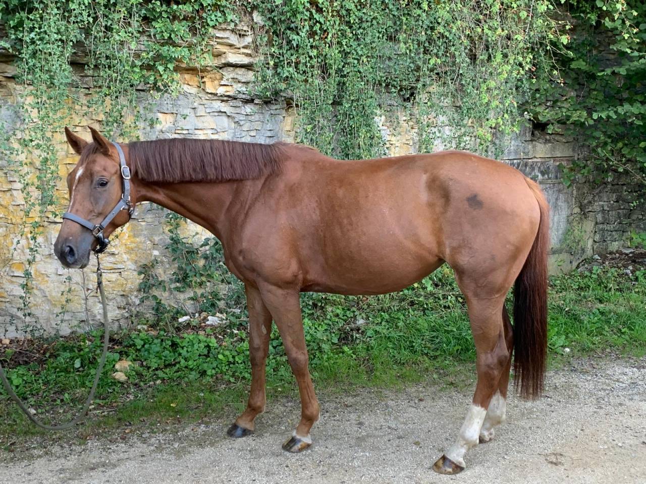 Cavalla Sella Francese In vendita 2020 Sauro ,  Festival du banney