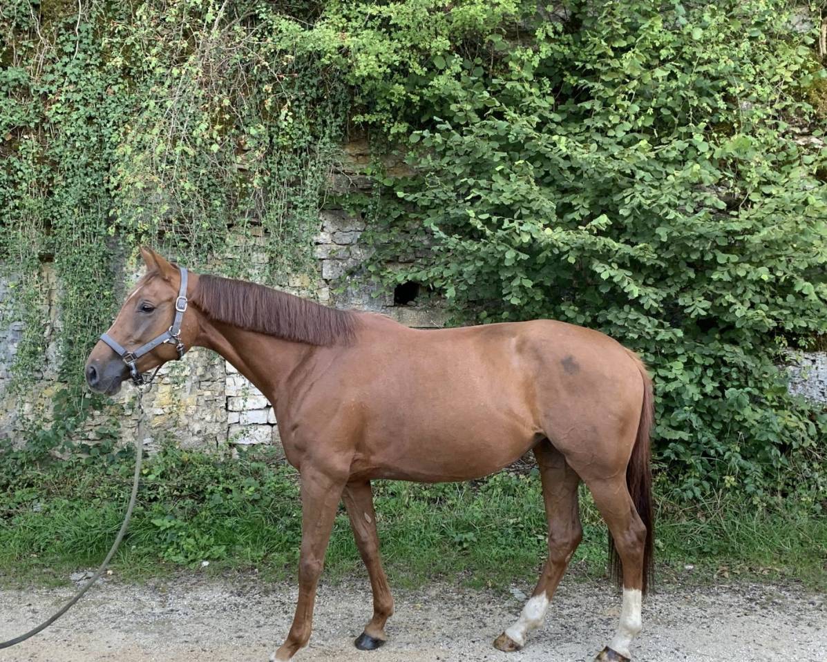 Cavalla Sella Francese In vendita 2020 Sauro ,  Festival du banney