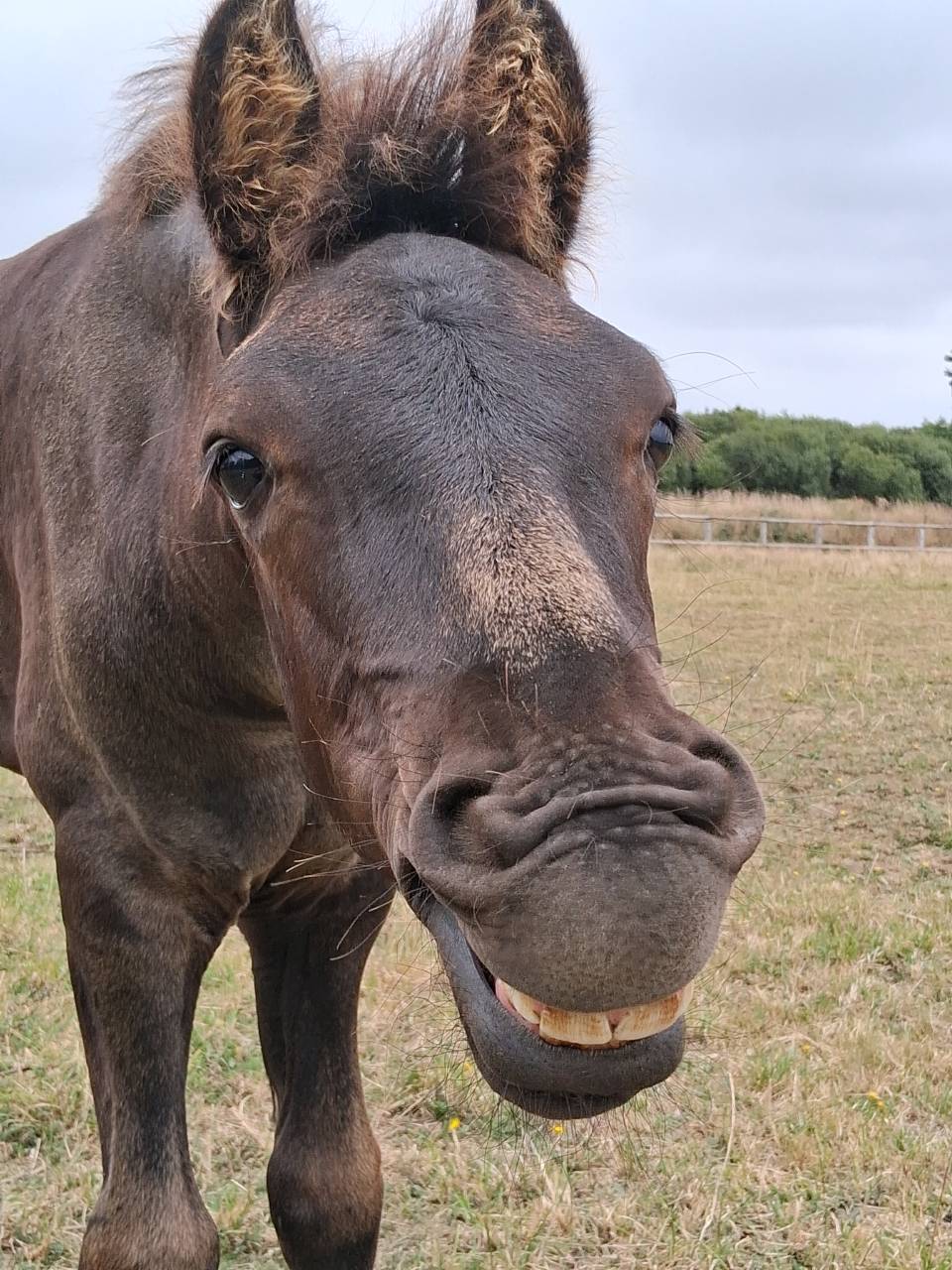 Puledro Arabo Frisone In vendita 2025 Nero