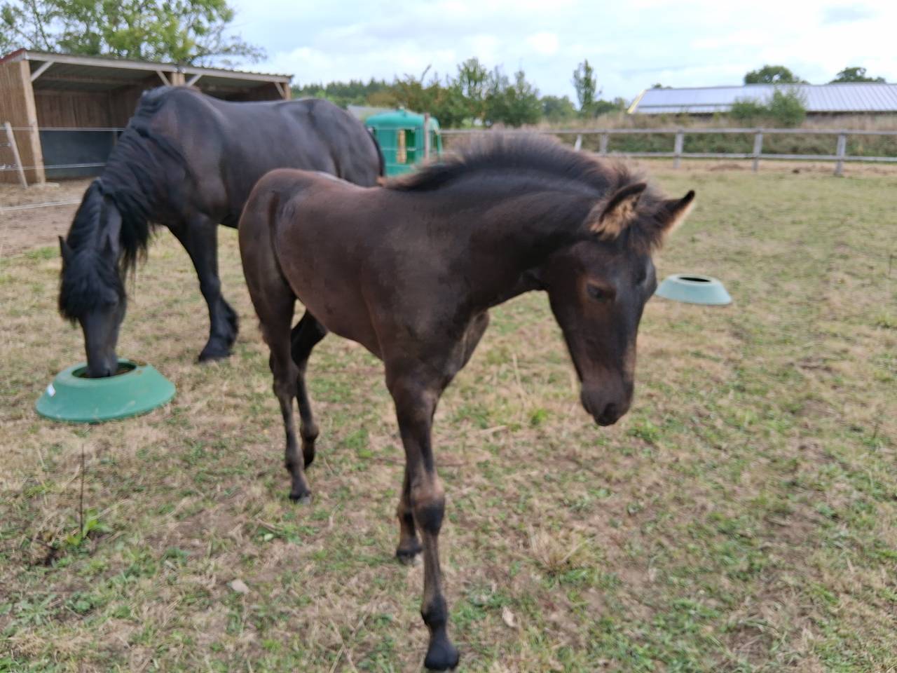 Puledro Arabo Frisone In vendita 2025 Nero