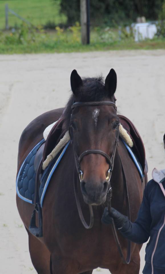 Castrone sBs Cavallo da Sport Belgio In vendita 2020 Baio ,  Dalton van het lindehof