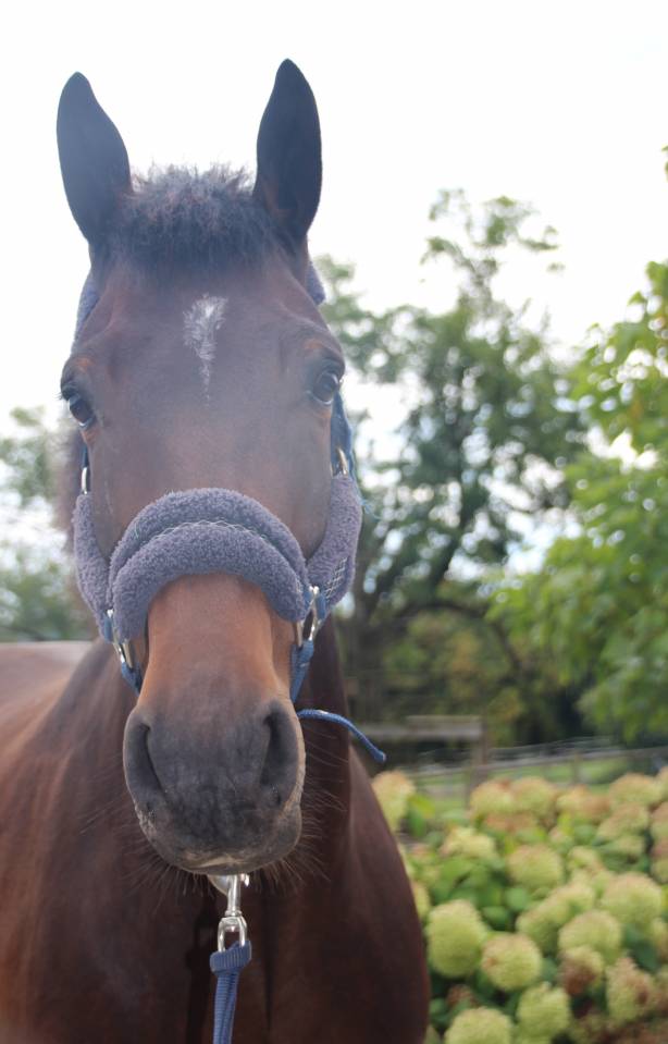 Castrone sBs Cavallo da Sport Belgio In vendita 2020 Baio ,  Dalton van het lindehof