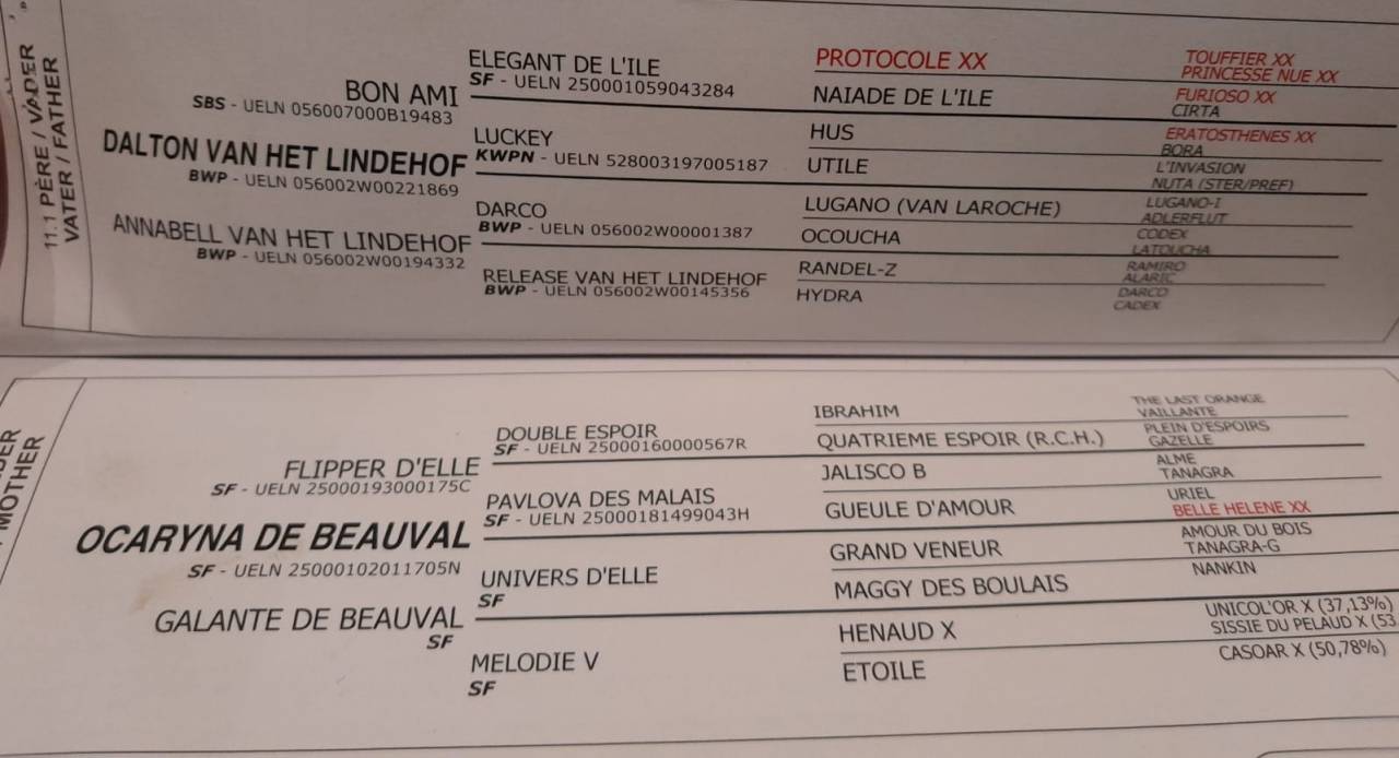 Castrone sBs Cavallo da Sport Belgio In vendita 2020 Baio ,  Dalton van het lindehof