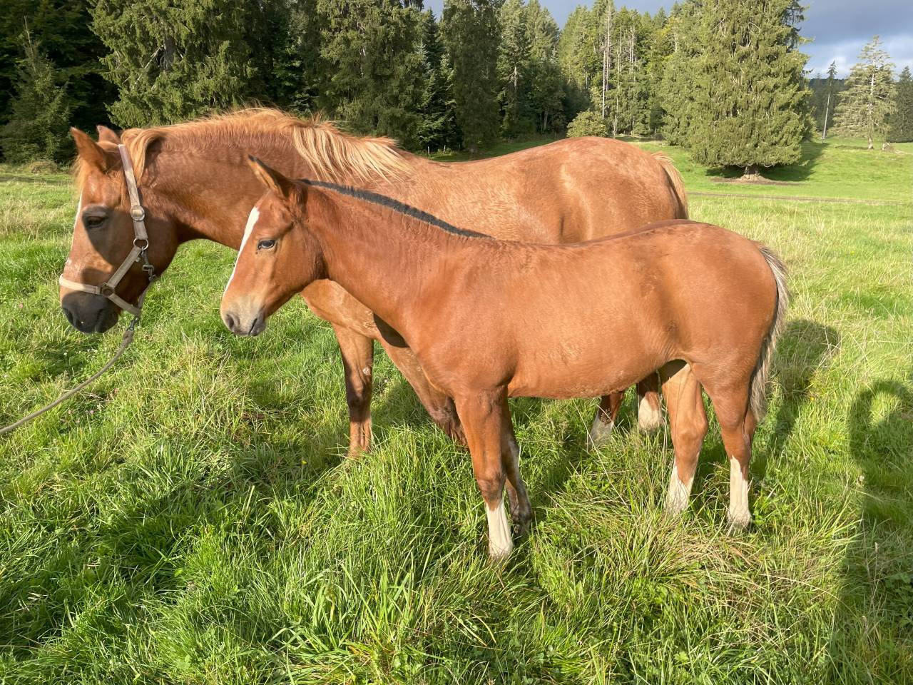Puledra Franche-Montagne In vendita 2025 Baio