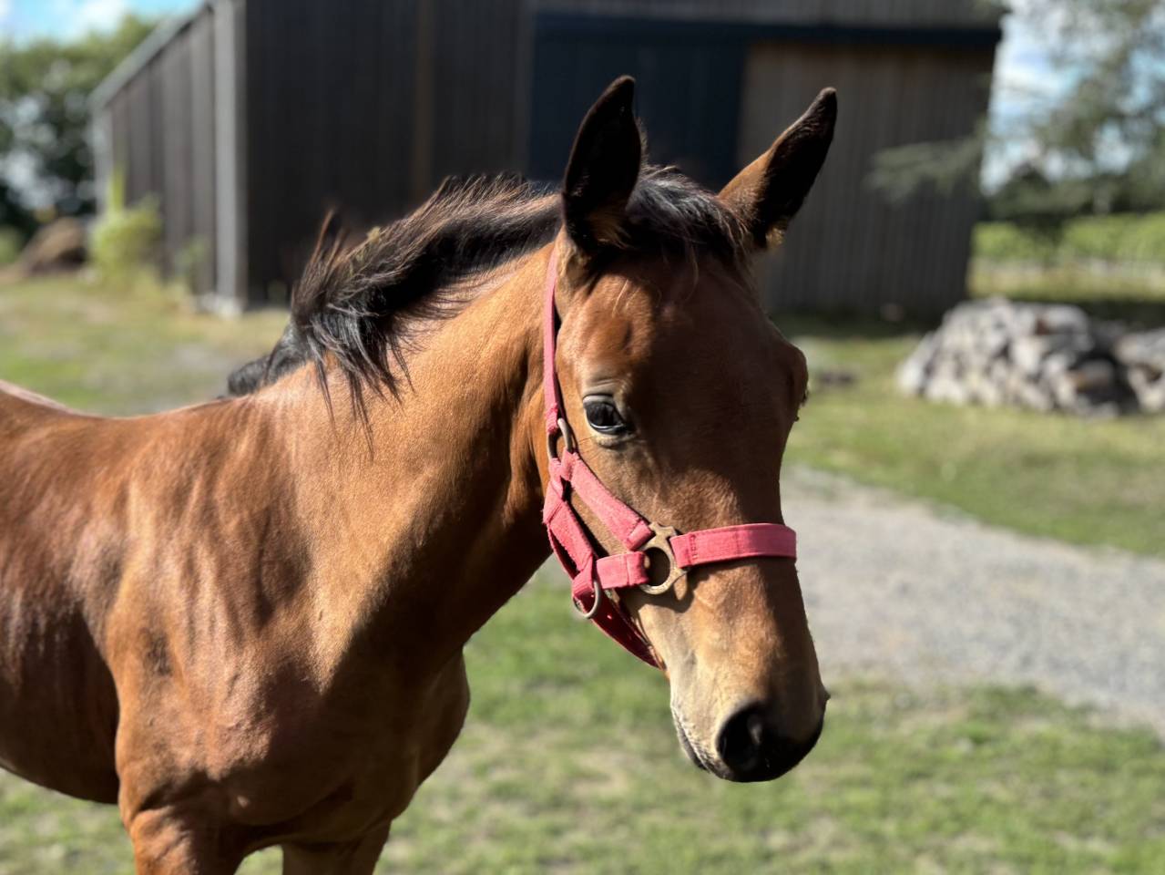 Puledro Sella Francese In vendita 2025 Baio ,  Putch des Isles