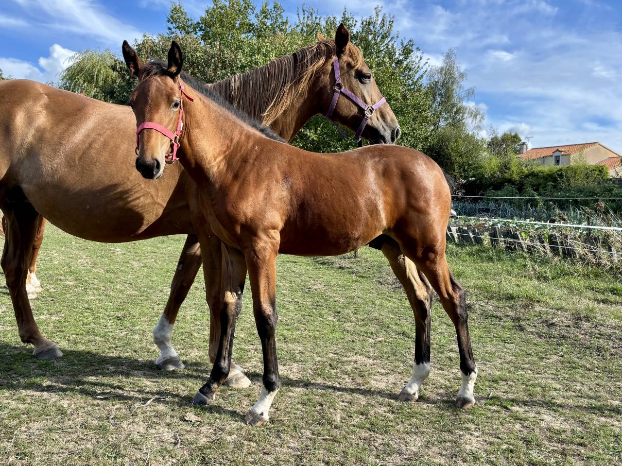 Puledro Sella Francese In vendita 2025 Baio ,  Putch des Isles