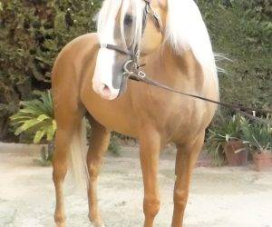 Intero Origine Non Constatata In vendita 2018 Altro colore