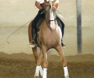 Intero Origine Non Constatata In vendita 2018 Altro colore