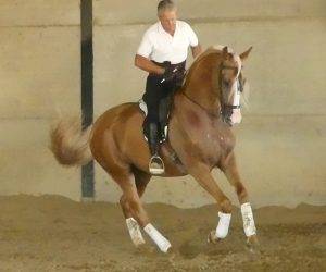 Intero Origine Non Constatata In vendita 2018 Altro colore