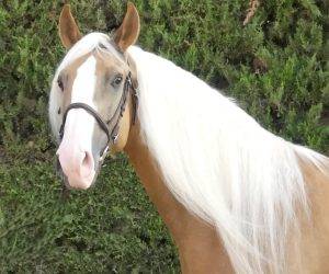 Intero Origine Non Constatata In vendita 2018 Altro colore