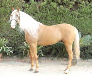 Intero Origine Non Constatata In vendita 2018 Altro colore