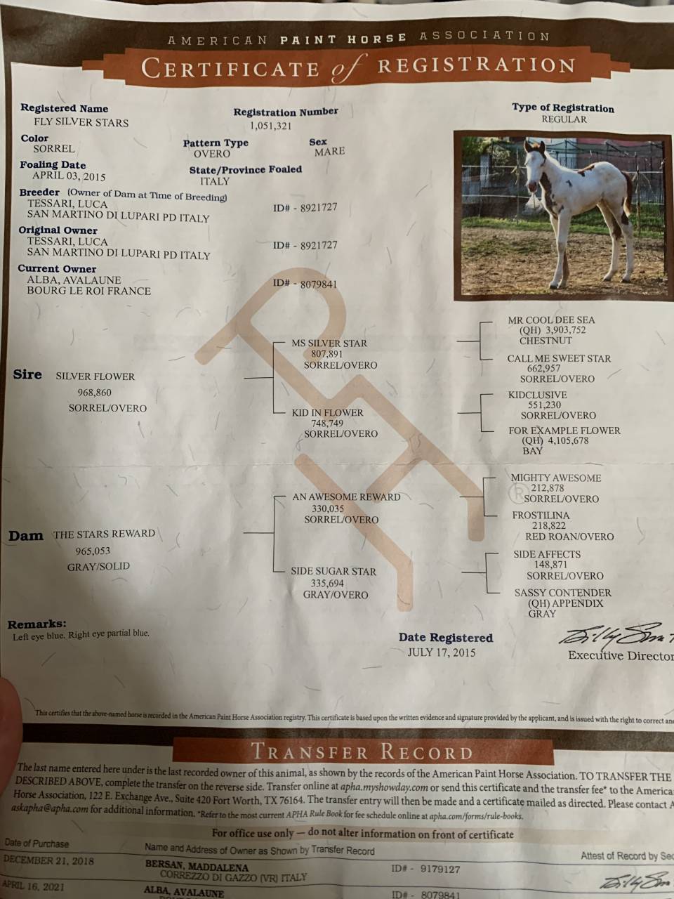 Cavalla Paint Horse In vendita 2015 Paint