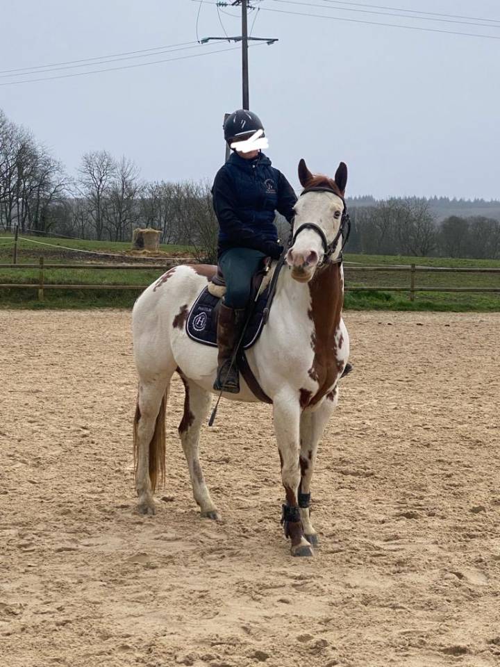 Cavalla Paint Horse In vendita 2015 Paint