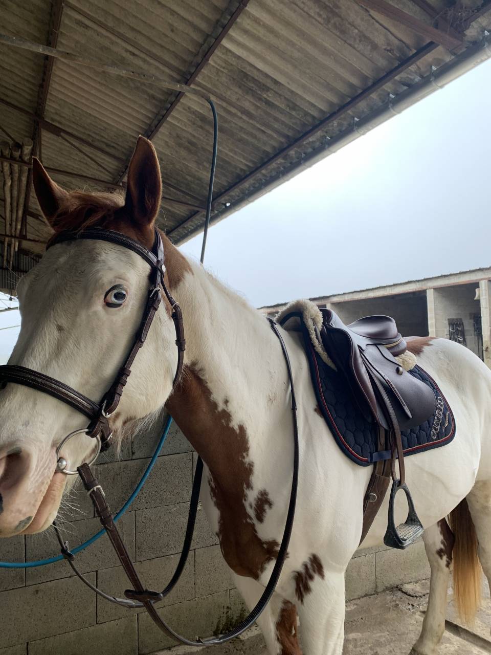 Cavalla Paint Horse In vendita 2015 Paint