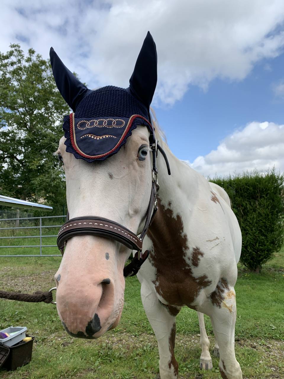 Cavalla Paint Horse In vendita 2015 Paint