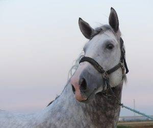 Intero PRE Andaluso In vendita 2021 Grigio