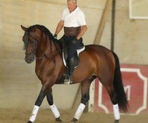 Castrone PRE Andaluso In vendita 2017 Baio