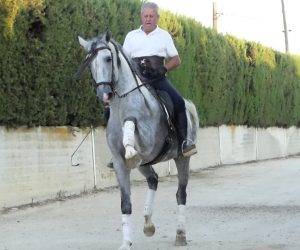 Intero PRE Andaluso In vendita 2017 Grigio