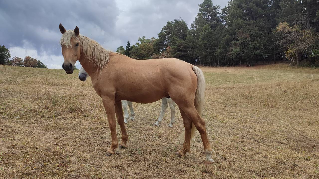 Castrone Welsh Part Bred In vendita 2022 Palomino ,  Cremell’aux Lays
