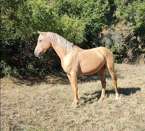 Castrone Welsh Part Bred In vendita 2022 Palomino ,  Cremell’aux Lays