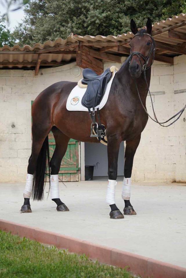 Cavalla Sella Francese In vendita 2020 Baio scuro