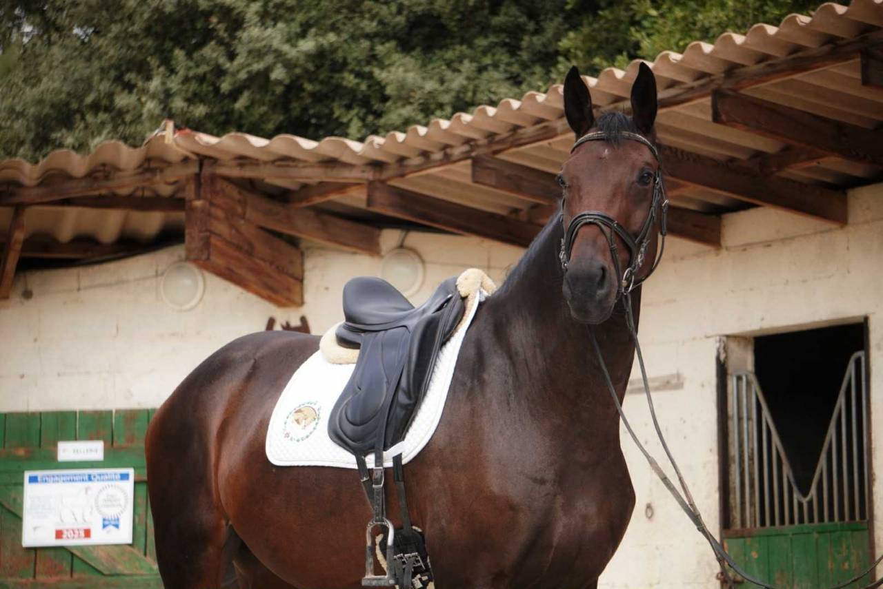 Cavalla Sella Francese In vendita 2020 Baio scuro