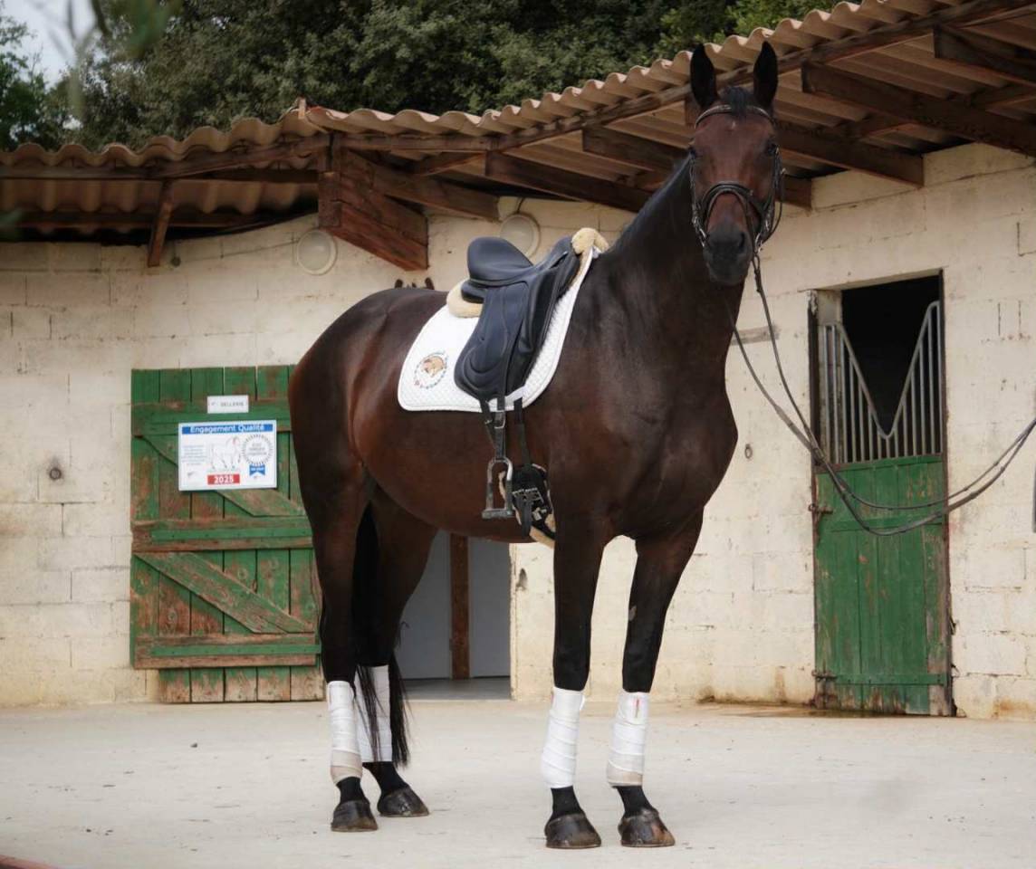 Cavalla Sella Francese In vendita 2020 Baio scuro