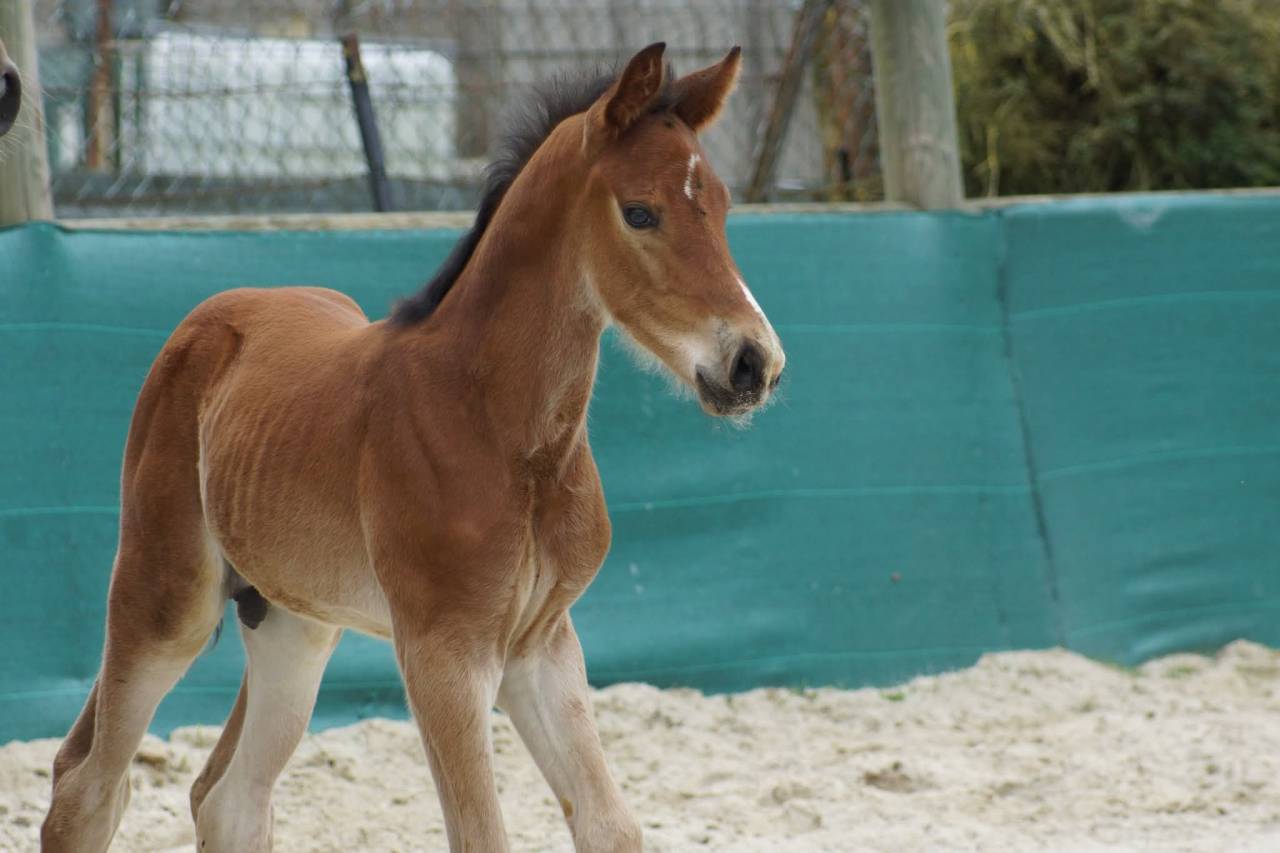 Intero Origine non conosciuta  In vendita 2024 Baio ,  Coros 3