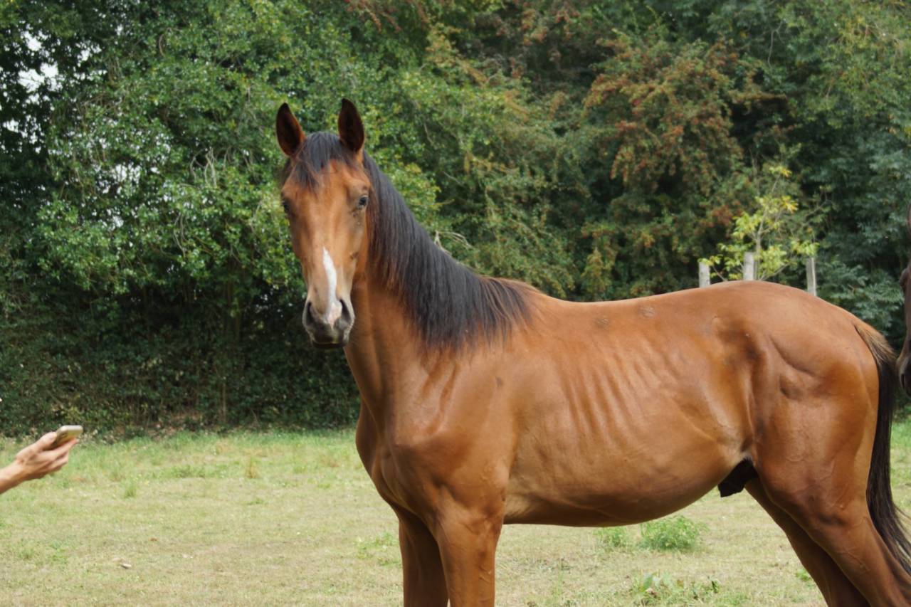 Intero Origine non conosciuta  In vendita 2024 Baio ,  Coros 3