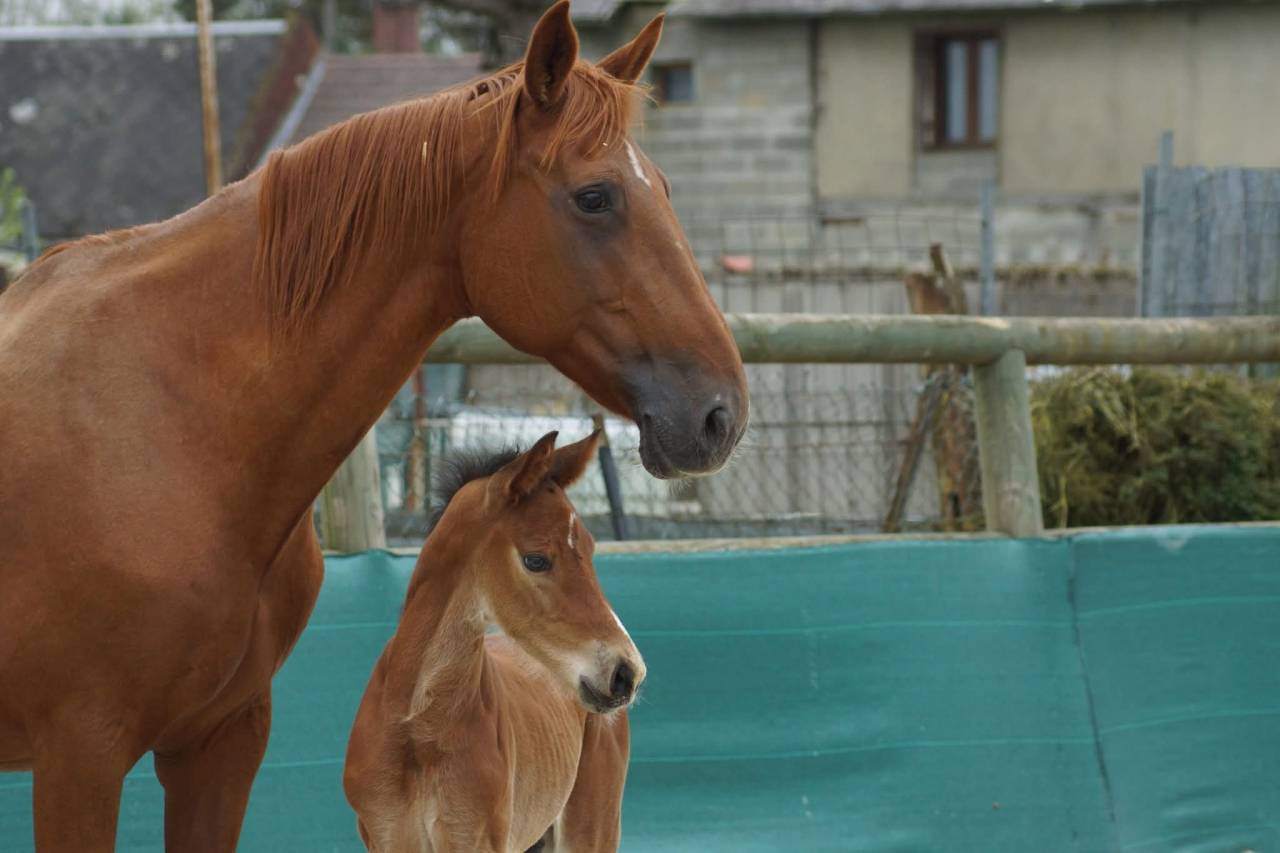 Intero Origine non conosciuta  In vendita 2024 Baio ,  Coros 3