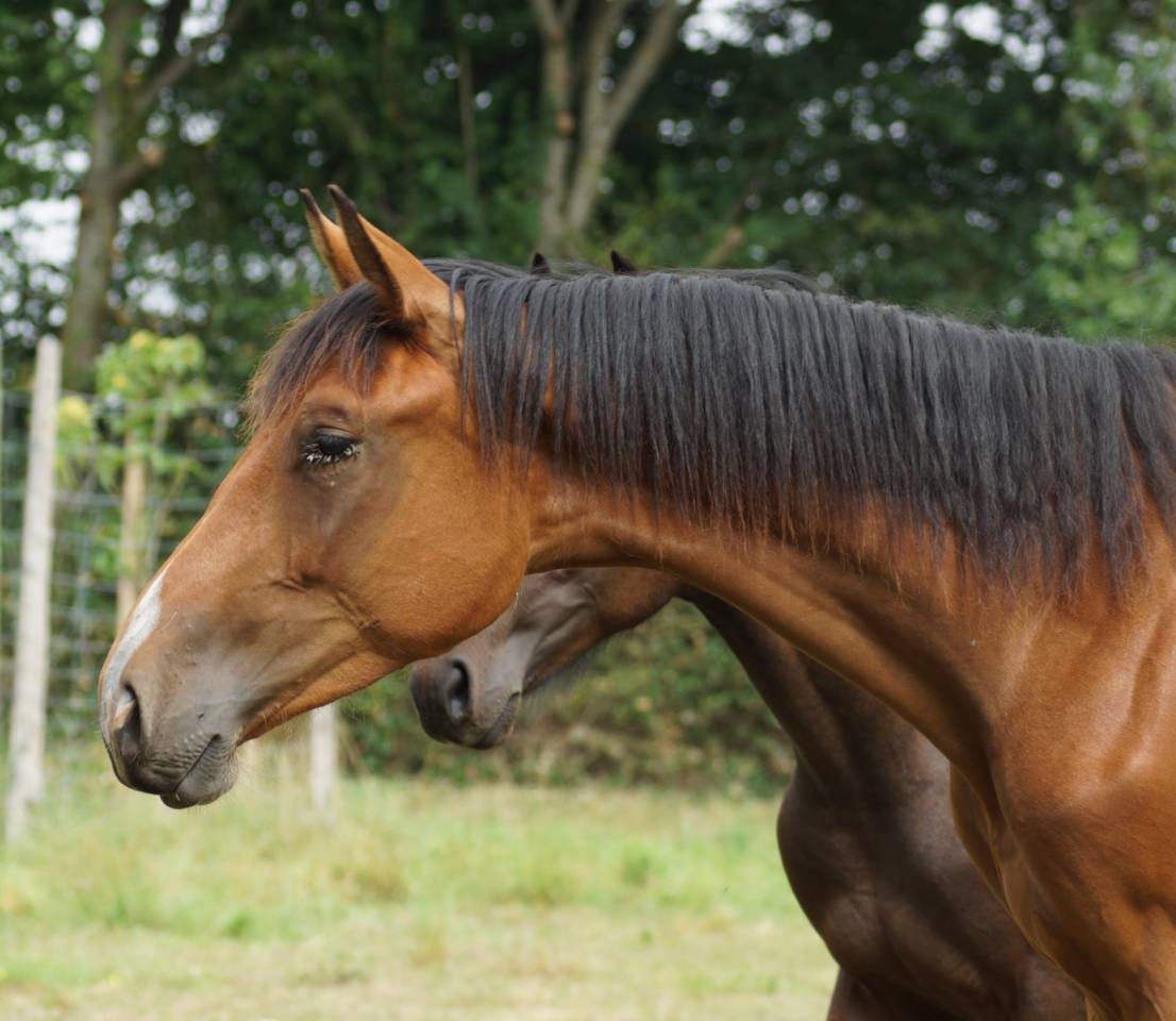 Intero Origine non conosciuta  In vendita 2024 Baio ,  Coros 3