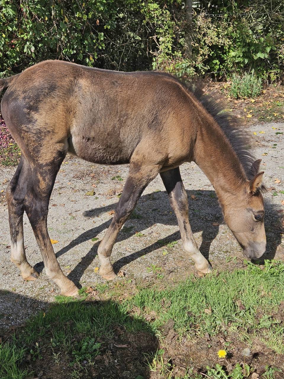 Stallone PFS Pony Francese da Sella In vendita 2025 Isabella ,  L'ancelot du ménage