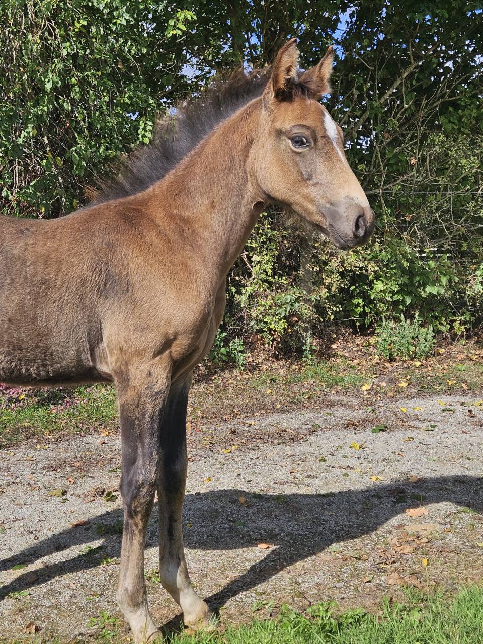 Stallone PFS Pony Francese da Sella In vendita 2025 Isabella ,  L'ancelot du ménage