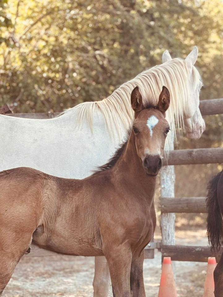 Stallone PFS Pony Francese da Sella In vendita 2025 Isabella ,  L'ancelot du ménage
