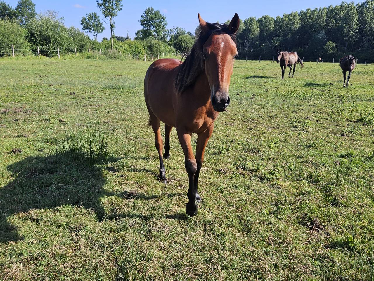 Cavalla New Forest In vendita 2024 Baio ,  L'ancelot du ménage