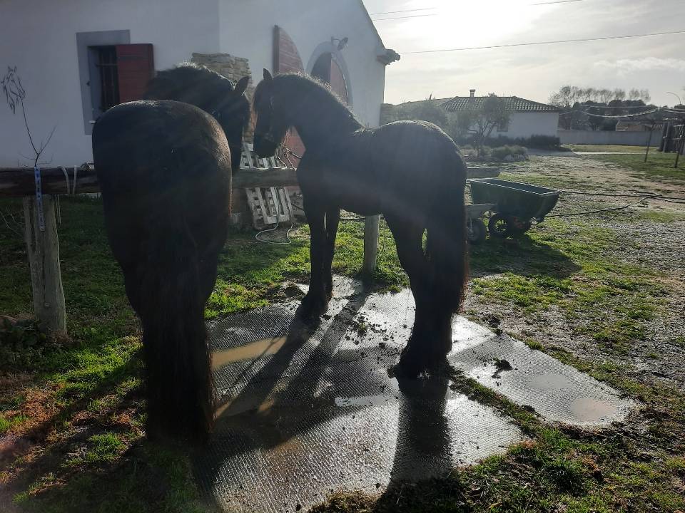 Intero Frisone In vendita 2018 Nero ,  Feico (nld) fri