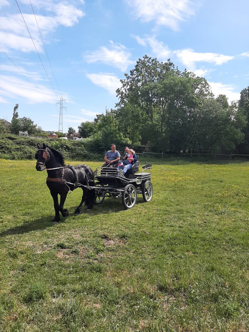 Intero Frisone In vendita 2018 Nero ,  Feico (nld) fri