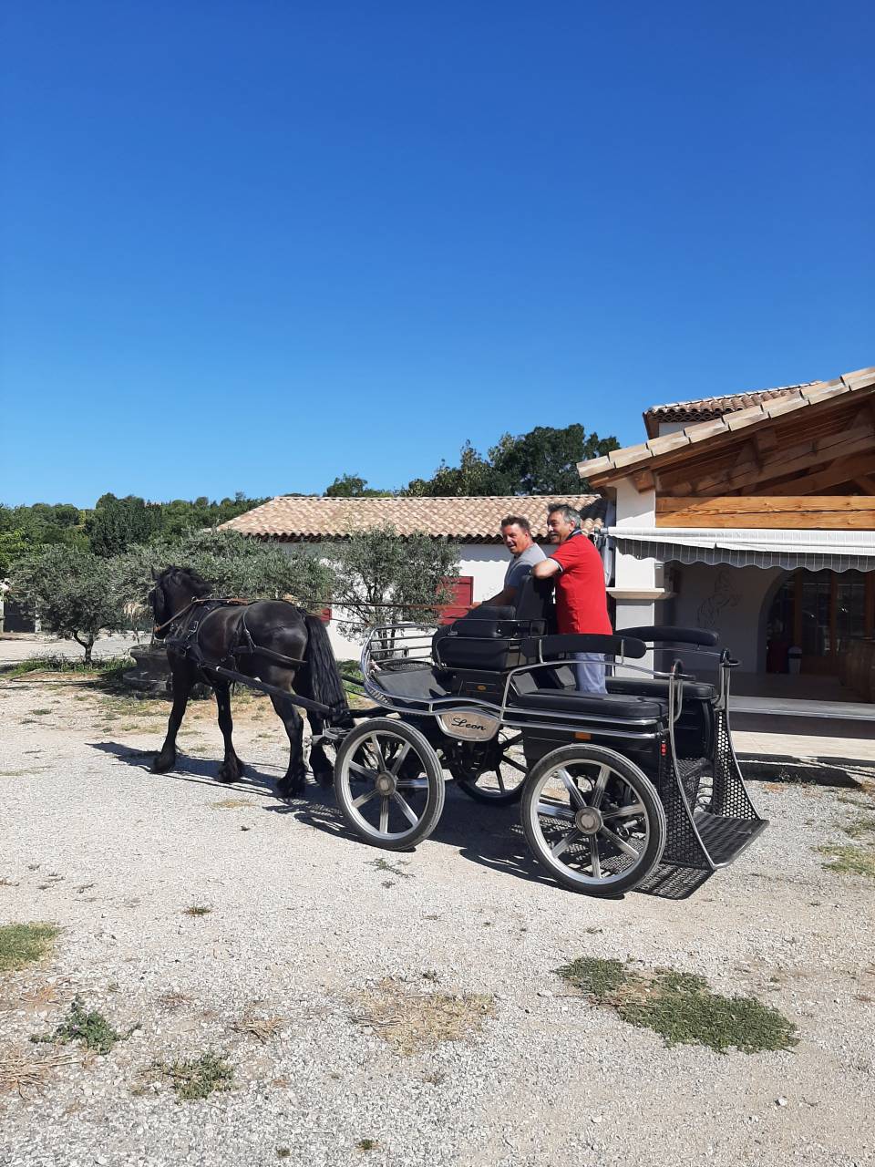 Intero Frisone In vendita 2019 Nero ,  Feico (nld) fri